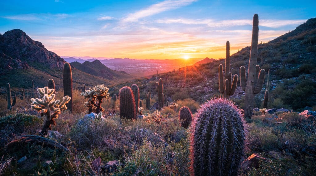 desert with cacti